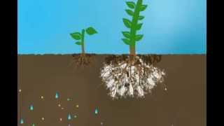 Mycorrhizae Helps Reduce Nutrient Run Off [upl. by Aner]