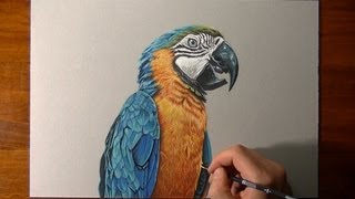 Parrot drawing [upl. by Bomke]