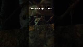 Rare Sighting Skulk of Red Foxes in Kathmandu Nepal 🦊 Shorts [upl. by Summers455]