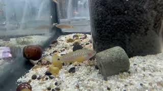 Peacock Gudgeon Goby [upl. by Dionysus591]