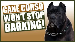 How To Stop Your CANE CORSO Barking [upl. by Newel]