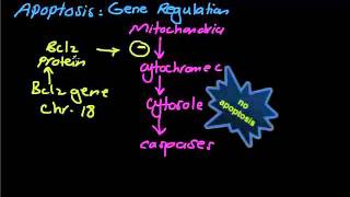 Usmle step 1general pathologyapoptosis [upl. by Arde989]