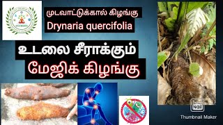 உடலை வலுவாக்கும் கிழங்கு  வெஜிடேரியன் ஆட்டுக்கால்  முடவன் கிழங்கு  Dr Kalaimagal Ravi [upl. by Nenad]