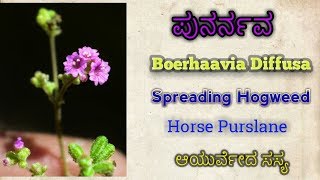 ಪುನರ್ನವ  Boerhaavia Diffusa  Spreading Hogweed  Red Hogweed [upl. by Hanforrd]