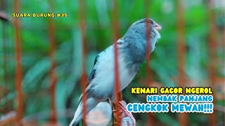 kenari gacor panjang Cuit Cuit EMOSI Pancingan Kenari Paud Belajar Bunyi terapi AMPUH Kenari MACET [upl. by Bordy]