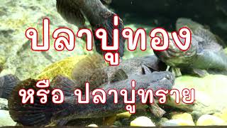 ปลาบู่ทอง หรือ ปลาบู่ทราย [upl. by Rao]