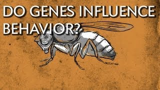 How Do Genes Influence Behavior  Instant Egghead 18 [upl. by Namharludba]