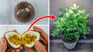 Growing Passion Fruit Plant Time Lapse  Seed To Vine 100 Days [upl. by Peirsen]