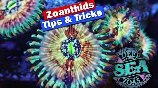 Zoanthids Tips and Tricks  Growing Fragging and selling zoas [upl. by Elysha]