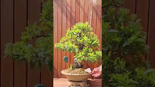 Pyracantha bonsai  look at the size of the trunk 😲 [upl. by Sebastien]