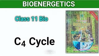 C4 Cycle  Bioenergetics class 11 Sindh textbook new book [upl. by Michaud126]