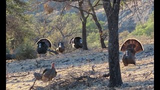 Mexico Joe  Goulds Turkey Hunt [upl. by Ynitsed570]