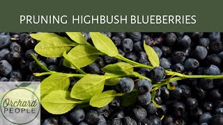 How to Prune Highbush Blueberry Bushes [upl. by Portingale]