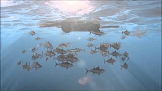 Overfishing Documentary [upl. by Cai811]