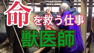 酪農【感動】※観覧注意 乳牛ホルスタイン種 第四胃変位四ペン 上田獣医師 院長 によるオペ手術動画 明治飼料 大阪 堺市上田動物病院 酪農 獣医師の仕事 働くdairy [upl. by Akire737]