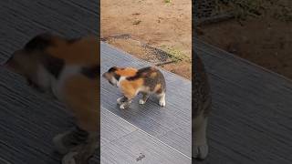 My sweet kitty hunting hours 😥😥status cat trending viral funny pets youtube catlover [upl. by Lauren226]