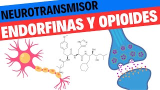 Fisiología de las Endorfinas y los opioides endógenos Neurociencias 15 [upl. by Eejan]