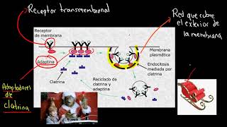 TEMA 106 Orgánulos que participan en síntesis degradación de macromoléculas [upl. by Francesco]