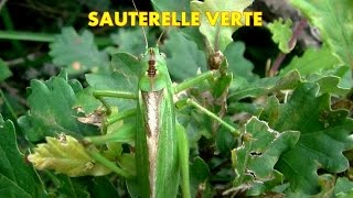 SAUTERELLE VERTE qui courait dans lherbe pas une souris [upl. by Bastien667]