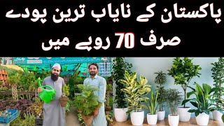 Cheapest Nursery Plants  Buy Online Plants  Rare Plants  Plants Wholesale Market  Indoor plants [upl. by Ellainad89]