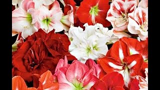 Growing Amaryllis in Glass  White Flower Farm [upl. by Onirotciv]