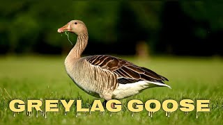 Greylag goose sounds goose honking [upl. by Dix]