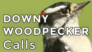 DOWNY WOODPECKER CALLS Learn how to ID their 3 most common sounds 2024 [upl. by Anilag]