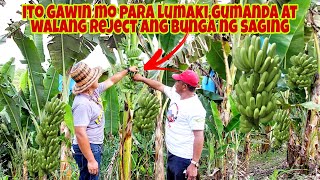 BANANA FRUITING CARE  Expert tips para walang reject sa Bunga ng Lakatan [upl. by Feriga510]