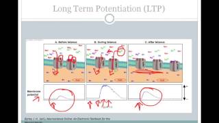 SJSU Neurophysiology  Lecture 8  Synaptic Plasticity [upl. by Jocelyn]