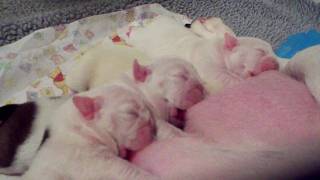 Ayrborn Bulldogs English puppies [upl. by Dalton114]