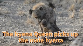 The hyena Queen picks up the male hyena animals2024 wildanimals Lion [upl. by Nee]