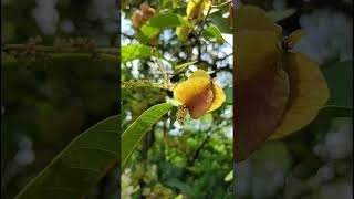 Terminalia elliptica Combretaceae family nature trending flora forests forest wildfruits [upl. by Chui]