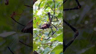 A huge female Gigantism Nephila pilipes spider 🕸️ spider beautiful animal wildlife nature [upl. by Ahsonek]