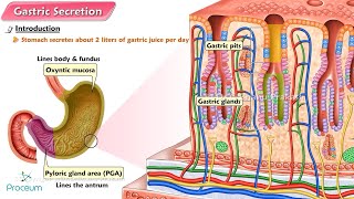 Physiology of gastric acid secretion🍤Animation [upl. by Marne787]