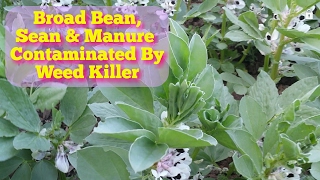 Broad Bean Sean amp Manure Contaminated By Weed Killer Herbicide [upl. by Shaina]