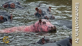 The hippo that’s pretty in pink  Happy Hippo Day  hippoday [upl. by Garbers]