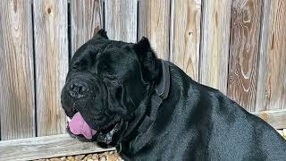 Cane Corso canecorso dogs doglovers [upl. by Aretina]