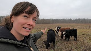 Small Scale Cattle Farm Tour  Raising Beef on ONE Acre [upl. by Akeihsal355]