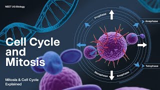 Cell Cycle amp Mitosis A StepbyStep Guide for NEET UG  Explained with Animations [upl. by Nelrah745]