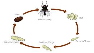 Housefly Lifecycle [upl. by Glynda]