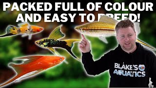 How to Keep Happy Healthy Swordtails  Swordtail Fish Care and Breeding Guide [upl. by Bryan]