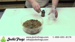 How to Feed Dart Frog Froglets [upl. by Winn]