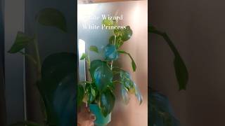 repotting philodendron plantcare variegatedplants tropicalplants houseplants aroids plants 🍃 [upl. by Ynahteb]