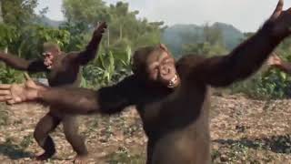 MERZBOW  WOODPECKER NO 1 THE SAME VIDEO OF CHIMPS DANCING DIFFERENT SONGS [upl. by Iago]