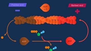 Actina e specializzazioni della membrana [upl. by Rabaj]