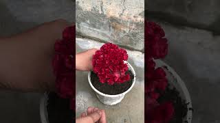 Techniques for growing Celosia cristata L [upl. by Erasmo]