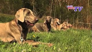 Weimaraner Informationen zur Rasse [upl. by Claudy]