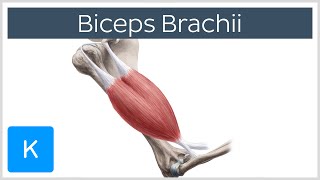 Biceps Brachii Muscle  Origins amp Actions  Human Anatomy  Kenhub [upl. by Ahsote855]