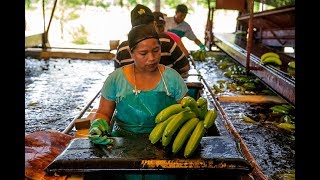 Come On In to Coobana Fairtrade Banana Plantation  Fairtrade [upl. by Ailegave]