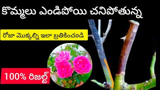 Rose dieback disease causes and treatment in telugu [upl. by Ecargyram]